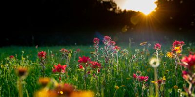 Wild flowers