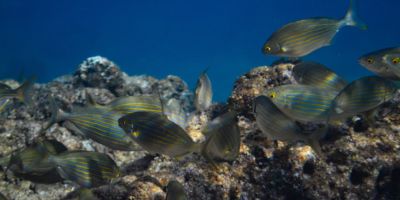 Sarpa salpa fish / CC0 marino-linic