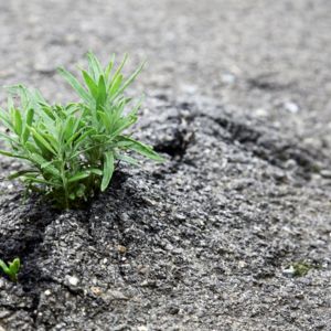 23409.greening the streets
