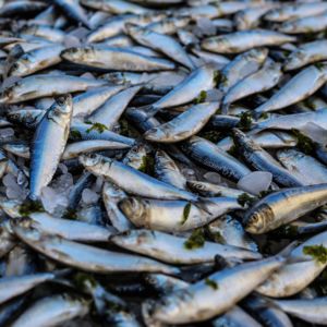 Fisheries