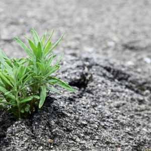 23409.greening the streets