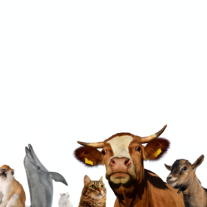 Greens4Animals