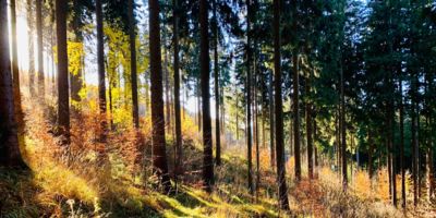 Forest/ CC0 timotheus-frobel